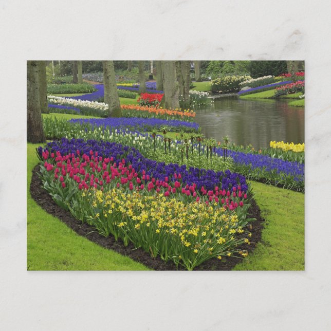 Postal Tulipanes, jacintos de uva y narcisos, (Anverso)