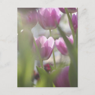 Postal Tulipanes, Jardines Keukenhoff, Países Bajos.