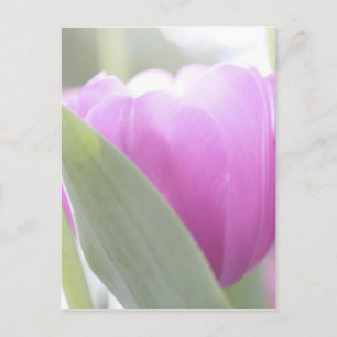 Postal Tulipanes, Jardines Keukenhoff, Países Bajos. 2