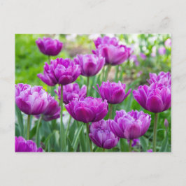 Postal Tulipanes lila brillantes en un día soleado 