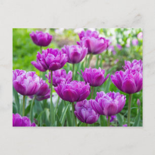 Postal Tulipanes lila brillantes en un día soleado