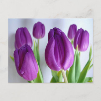 Postal Tulipanes morados