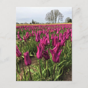 Postal Tulipanes morados en el campo