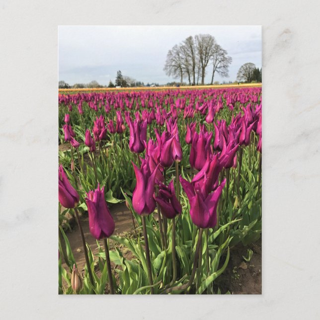 Postal Tulipanes morados en el campo (Anverso)