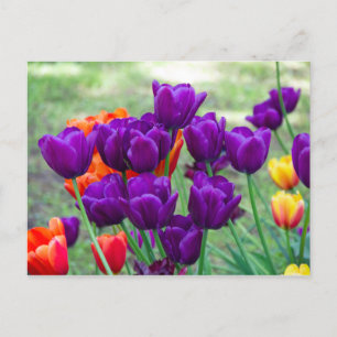 Postal Tulipanes morados oscuros foto