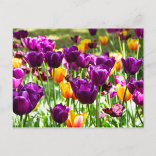 Postal Tulipanes morados y amarillos lindos 