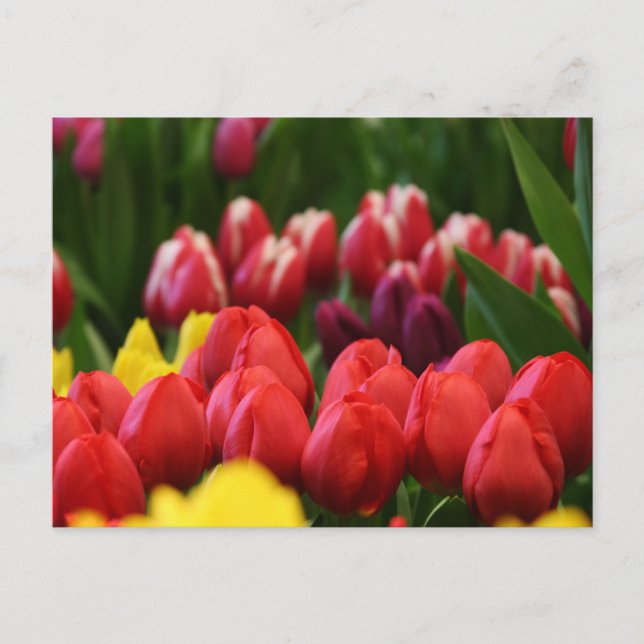 Postal tulipanes multicolores (Anverso)