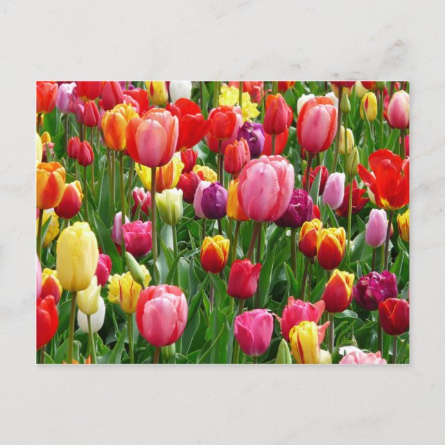 Postal Tulipanes multicolores (Anverso)