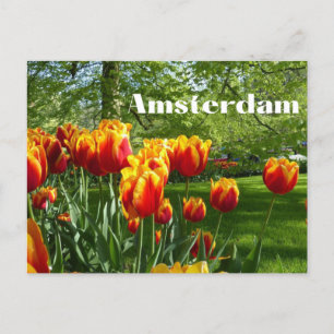 Postal Tulipanes Naranja de Amsterdam - Jardín Botánico d