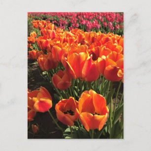 Postal Tulipanes naranjas y rojos