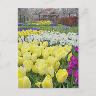 Postal Tulipanes, narcisos y flores de jacinto de uva,