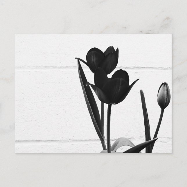Postal Tulipanes negros | (Anverso)