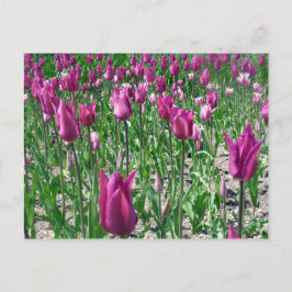 Postal Tulipanes púrpura Regal