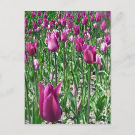 Postal Tulipanes púrpura Regal