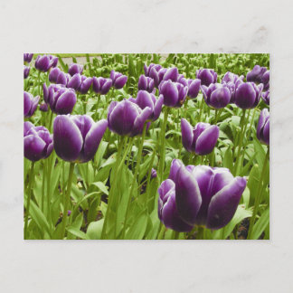 Postal Tulipanes púrpuras y blancos
