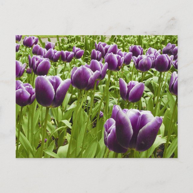 Postal Tulipanes púrpuras y blancos (Anverso)