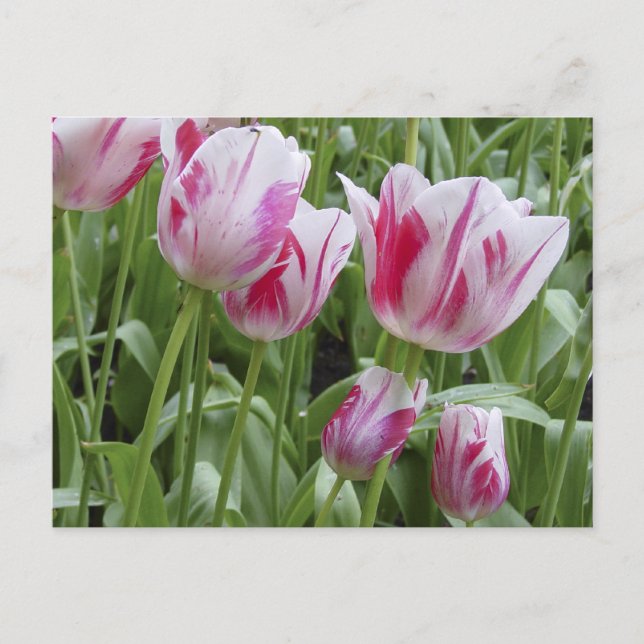 Postal Tulipanes rayados de la hierbabuena (Anverso)