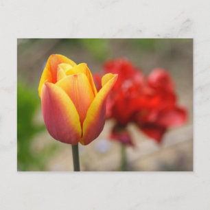 Postal Tulipanes Red-Naranja