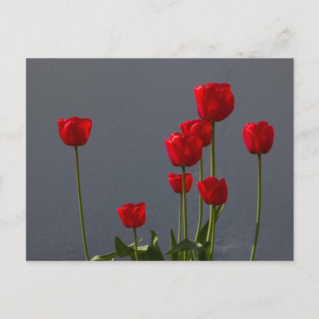 Postal Tulipanes Rojos Carulmare CC0032 (Anverso)