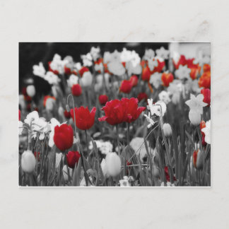 Postal Tulipanes rojos contra blanco y negro