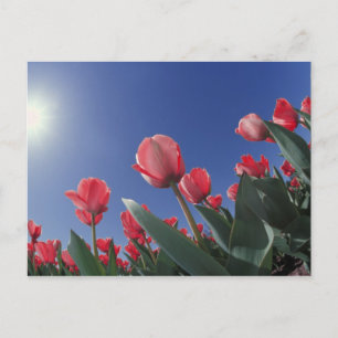Postal Tulipanes rojos desde un ángulo muy bajo, Cincinna