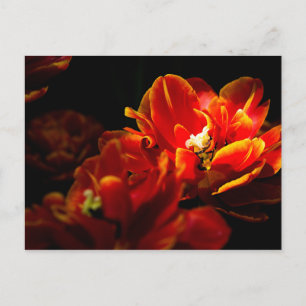 Postal Tulipanes rojos fondo oscuro