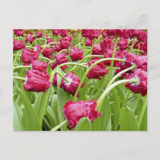 Postal Tulipanes Rojos Fringos