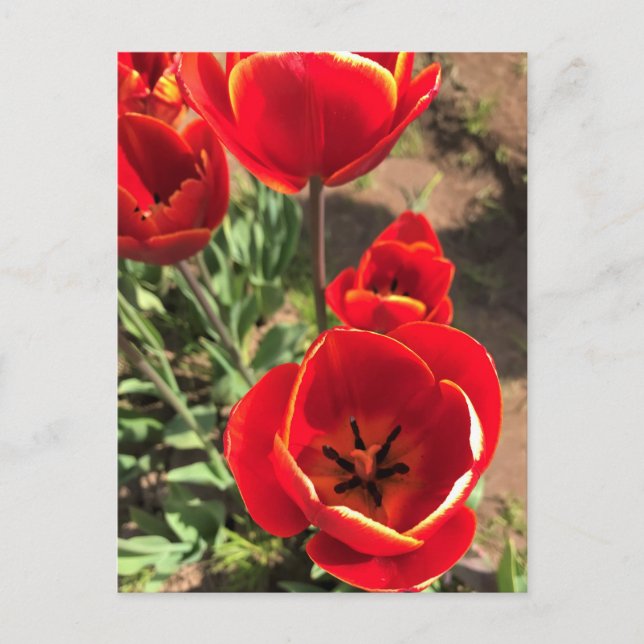 Postal Tulipanes rojos internos (Anverso)