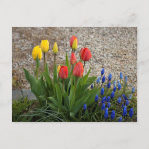 Postal Tulipanes rojos y amarillos