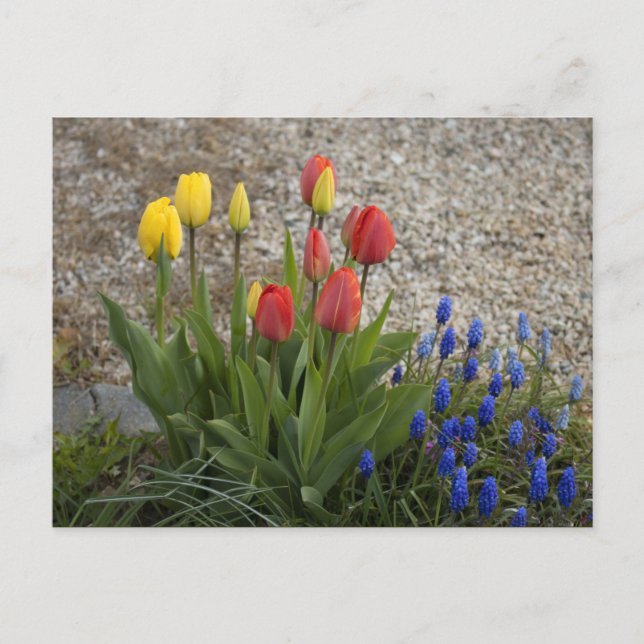 Postal Tulipanes rojos y amarillos (Anverso)
