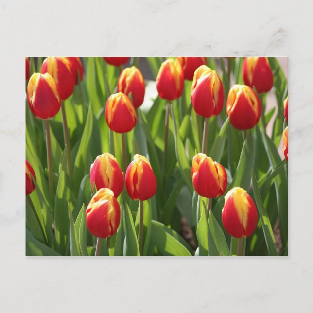 Postal tulipanes rojos y amarillos (Anverso)