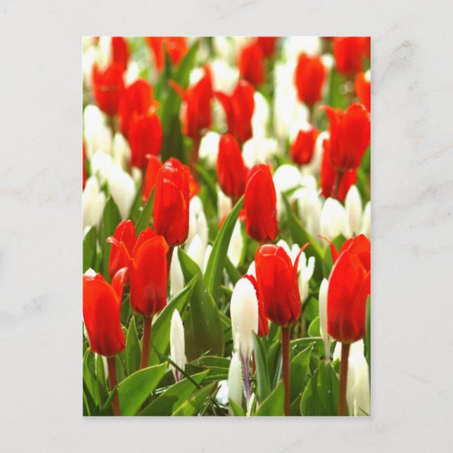 Postal Tulipanes rojos y blancos (Anverso)
