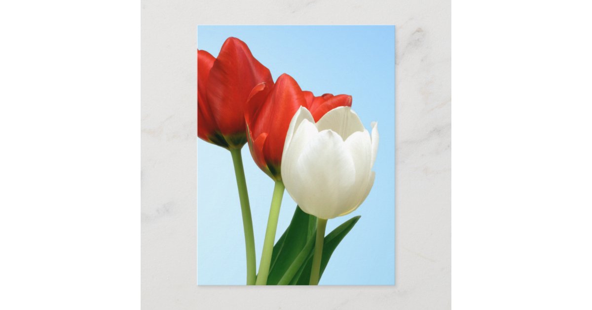 Postal Tulipanes rojos y blancos | Zazzle.es