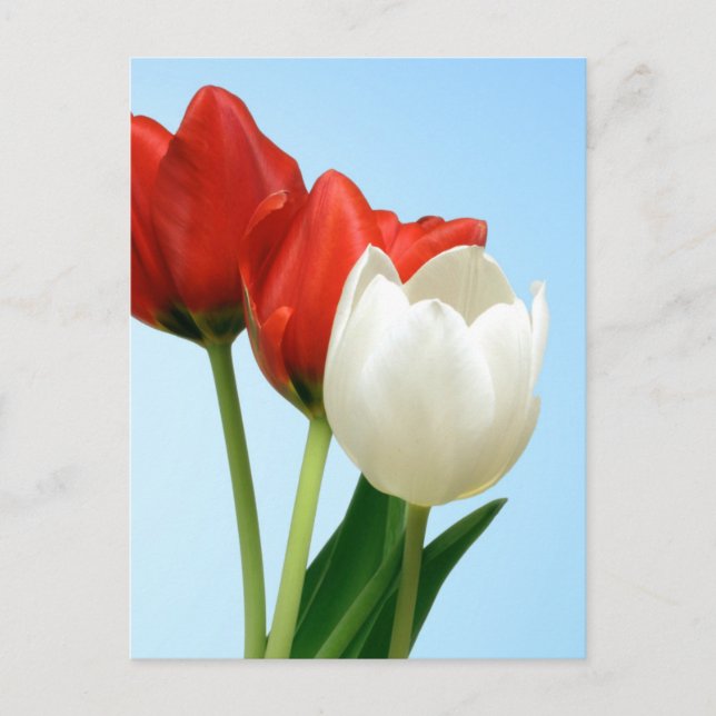 Postal Tulipanes rojos y blancos (Anverso)