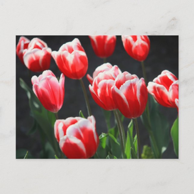 Postal Tulipanes rojos y blancos (Anverso)
