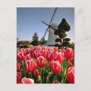 Postal Tulipanes rojos y flores de molino de viento