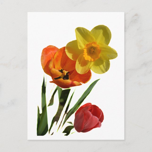 Postal Tulipanes rojos y flores de narciso amarillas (Anverso)