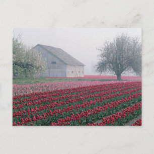 Postal Tulipanes rojos y rosados saludan el día en una ni