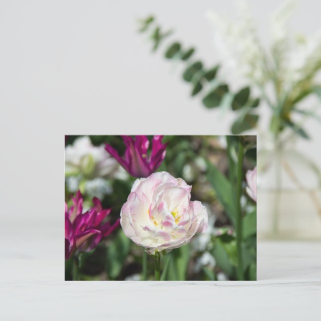 Postal Tulipanes rosa brillante en un día soleado   (Anverso de pie)