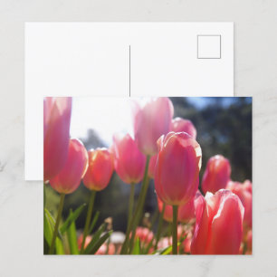 Postal Tulipanes rosados