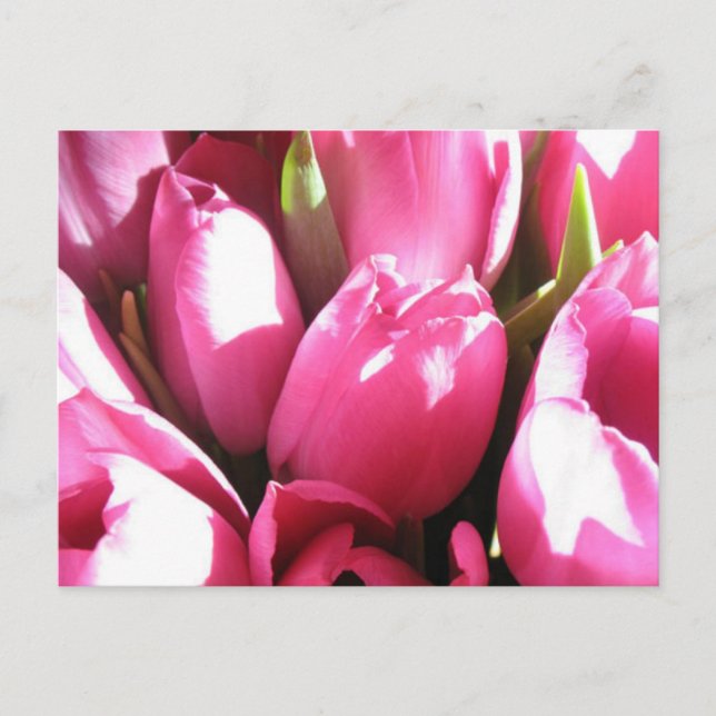Postal Tulipanes rosados (Anverso)