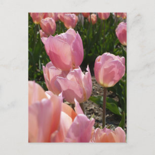 Postal Tulipanes rosados