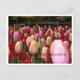 Postal tulipanes rosados