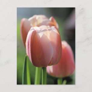 Postal Tulipanes rosados