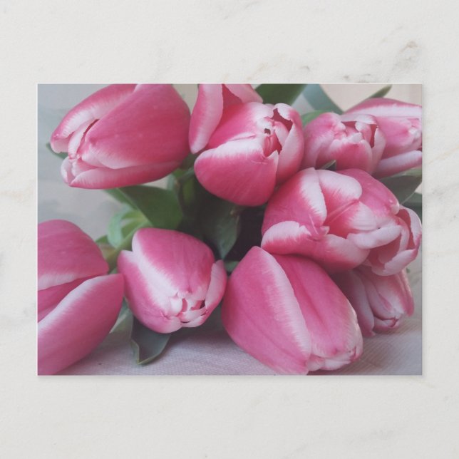 Postal Tulipanes rosados (Anverso)