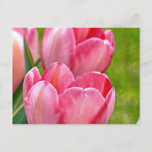 Postal Tulipanes rosados