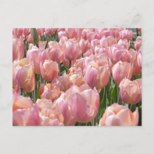 Postal Tulipanes rosados besados por el sol