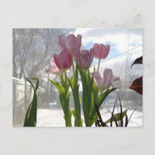 Postal Tulipanes rosados en el sol invernal