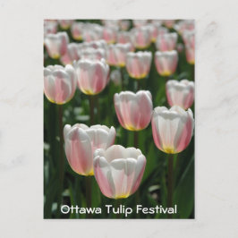 Postal Tulipanes rosados plateados