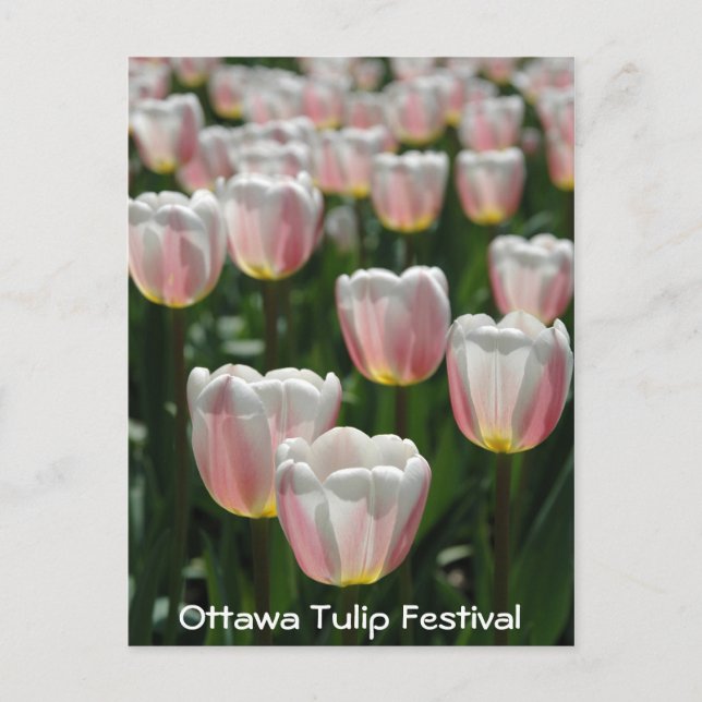 Postal Tulipanes rosados plateados (Anverso)